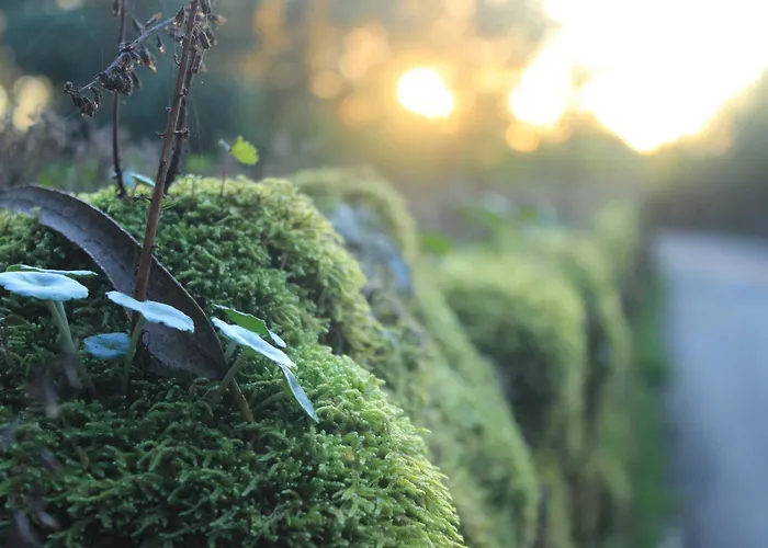 Casa vacanze Fabulous 5 Bedroom Hidden Gem Serra Da Estrela Vinho (Guarda)