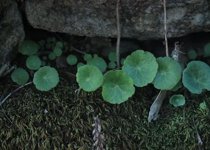 Fabulous 5 Bedroom Hidden Gem Serra Da Estrela Casa vacanze
